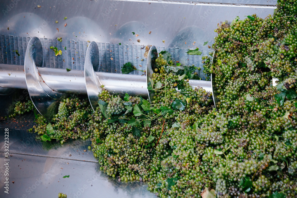 Ταπετσαρία Green grapes in auger grape transportation machinery in modern winery