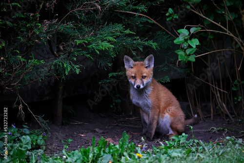 Fox cubs emerging from their den to play in a garden
