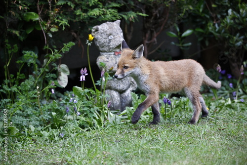 Fox cubs emerging from their den to play in a garden