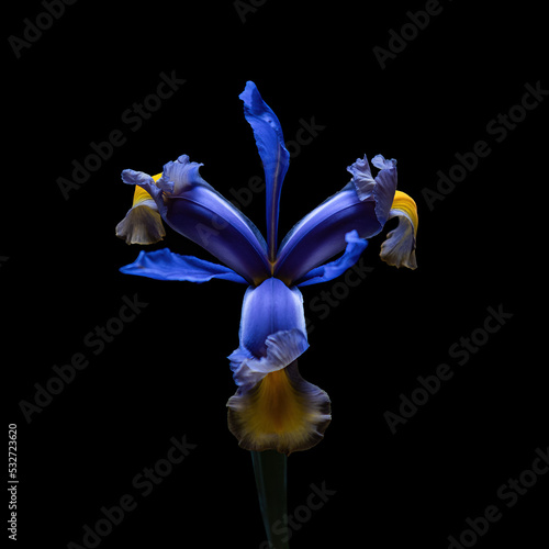 Wallpaper Mural Blue Iris flowert with green stem isolated on black background. Close-up studio shot. Torontodigital.ca