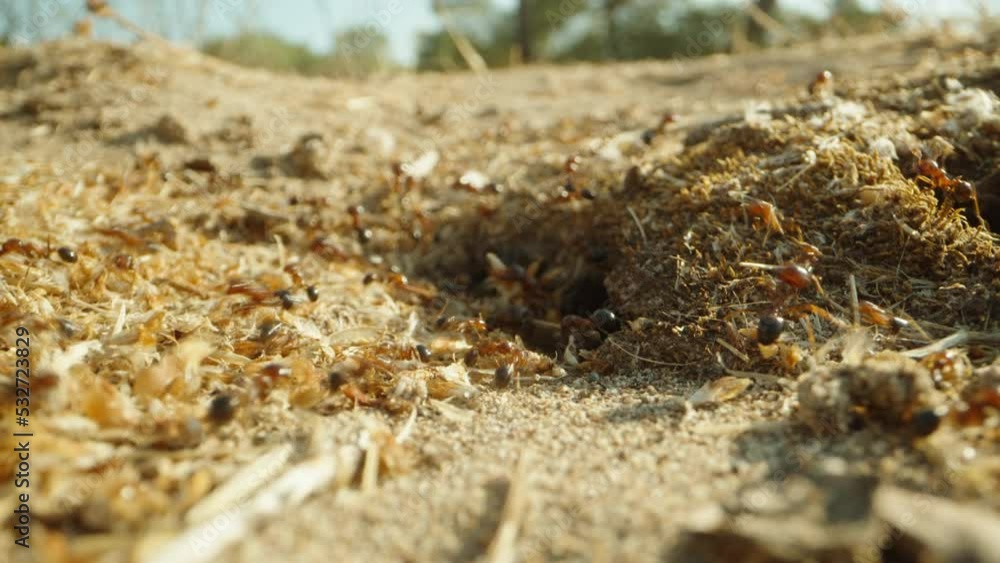 A large colony of ants carry branches to their anthill. Dolly slider extreme close-up. A large colony of ants carry branches to their anthill. Dolly slider extreme close-up.