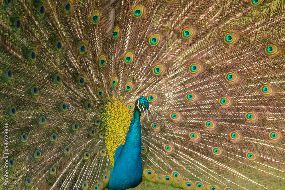 Naklejka premium Colored Wings of the Peacock, Uskudar Istanbul, Turkey