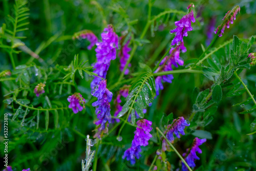 Purple wildflowers across green leaves close-up in the meadow. Natural background.