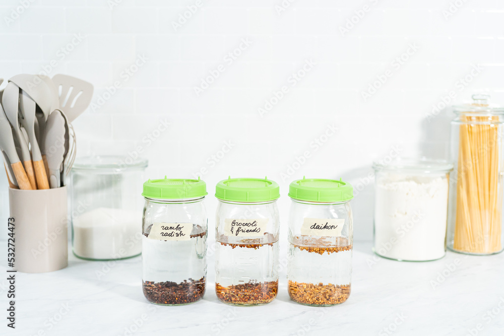Growing sprouts in a jar Growing sprouts in a jar