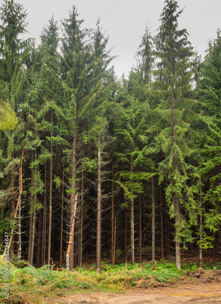 Fototapeta premium View on the tall pine trees in the forest