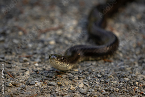 Black Rat Snake slithers on the trail