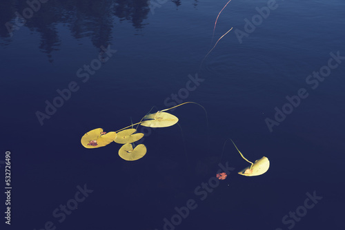 Water lily leaves. Image from a trip to the Svartdalstjerna Lakes, a forest nature reserve of the Totenaasen Hills, Oppland, Norway, at autumn of the year 2022. photo