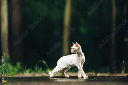 Vászonkép Amazing Happy Pets