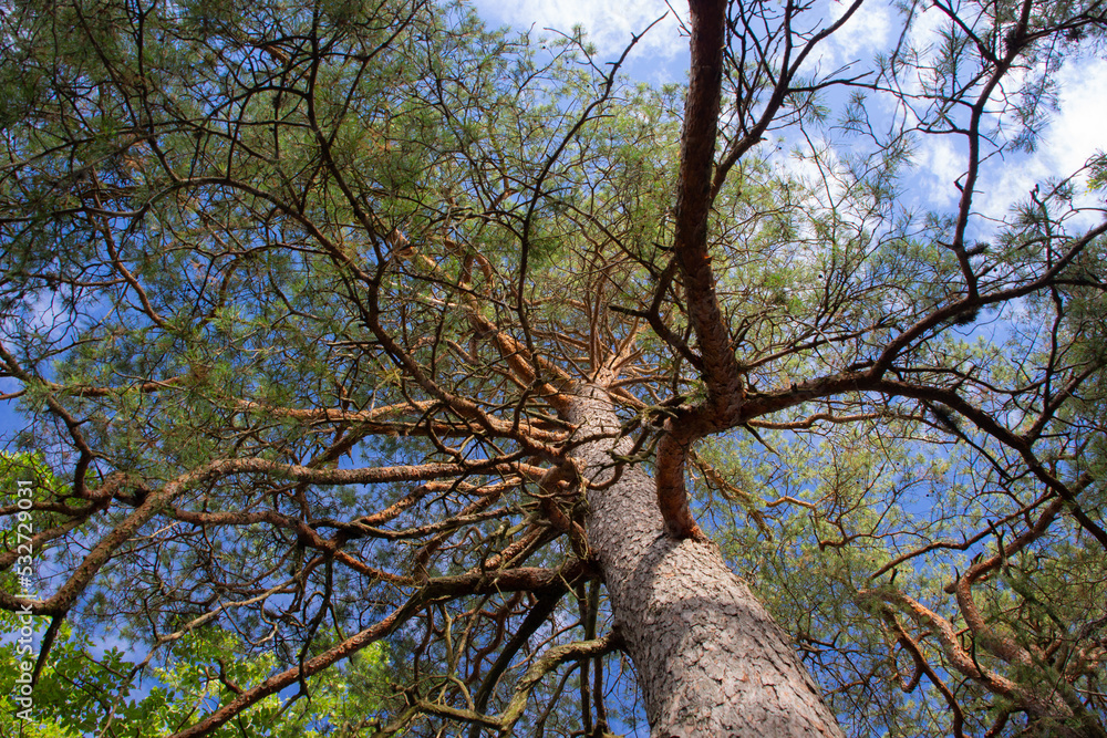 Fototapeta premium les arbres