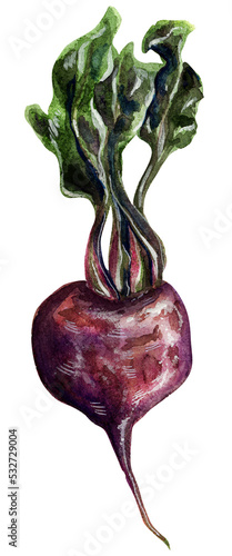 Buryak,beetroot pink. Watercolor drawing of healthy food on a white background. photo