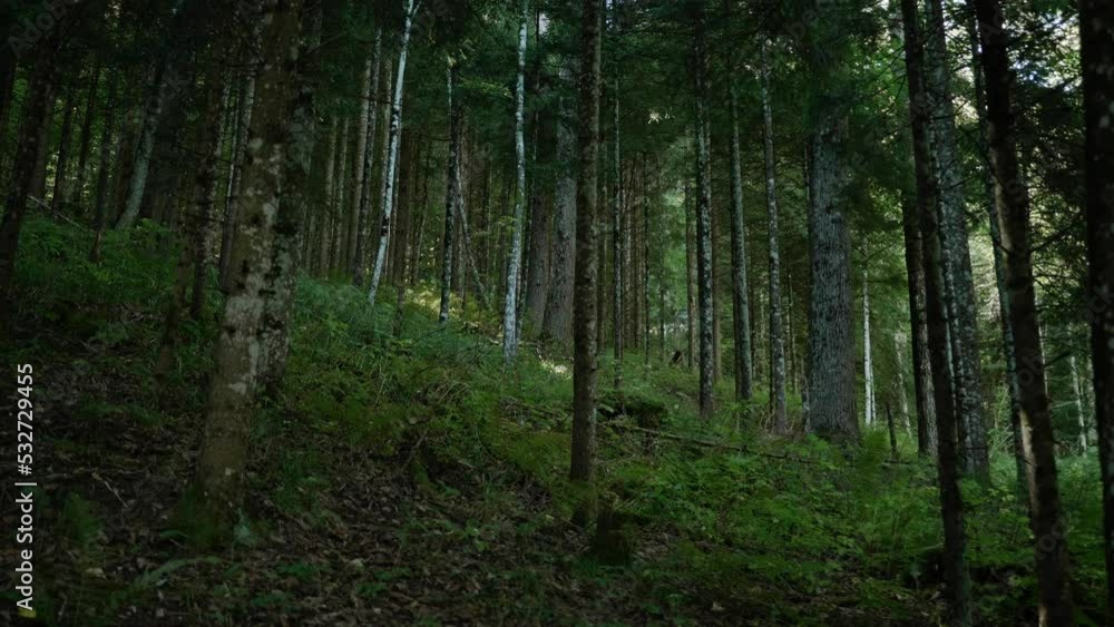 Slow trucking shot from right to left in a forest during the end of summer in switzerland. Slow trucking shot from right to left in a forest during the end of summer in switzerland.