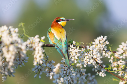 beautiful wild bird on a flowering branch