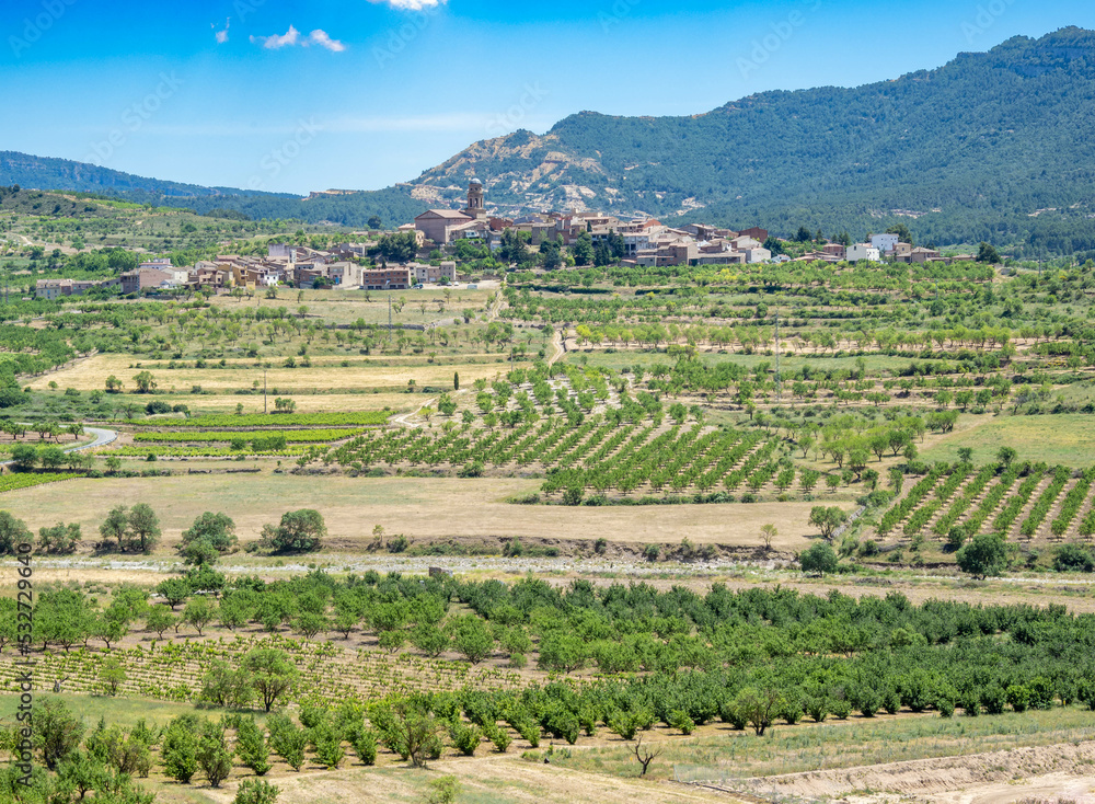 Vineyards and Olive trees near Ulldemolins village, Catalonia, Spain