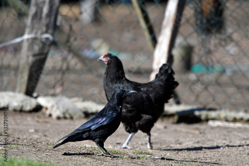 Aaskrähe, Rabenkrähe (Corvus corone) an einem Hühnerstall // Carrion Crow at a chicken coop