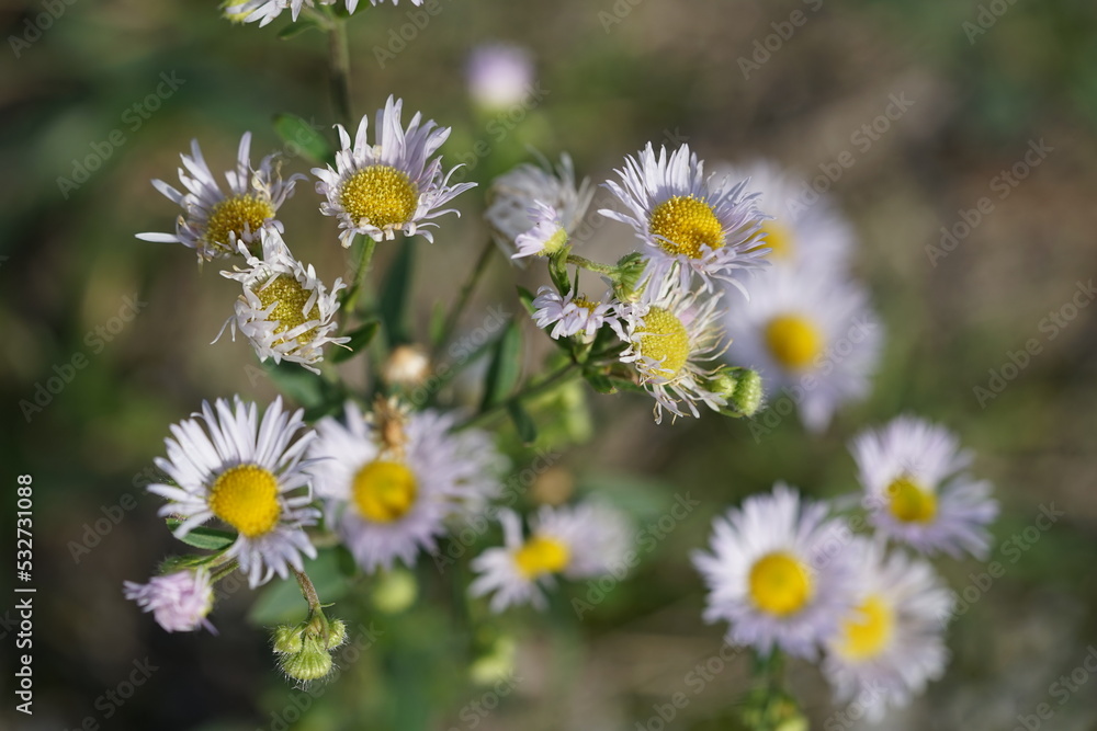 daisies in the garden,löwenzahn, blume, gelb, natur, frühling, pflanze, sommer, makro, gras, aufblühen, flora, garden, wiese, close up, schönheit, blühen, unkraut, sonne, feld, jahreszeit, froh daisies in the garden,löwenzahn, blume, gelb, natur, frühling, pflanze, sommer, makro, gras, aufblühen, flora, garden, wiese, close up, schönheit, blühen, unkraut, sonne, feld, jahreszeit, froh