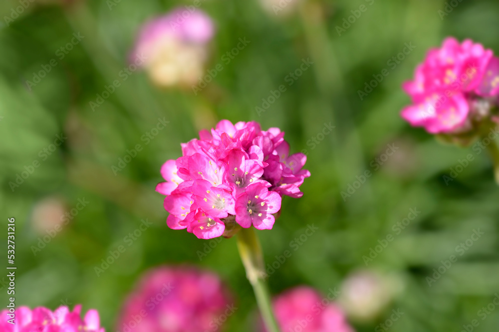Sea Thrift Rosea Sea Thrift Rosea