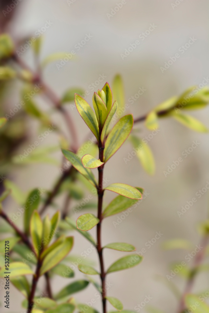 Shrubby Veronica Goldrush Shrubby Veronica Goldrush