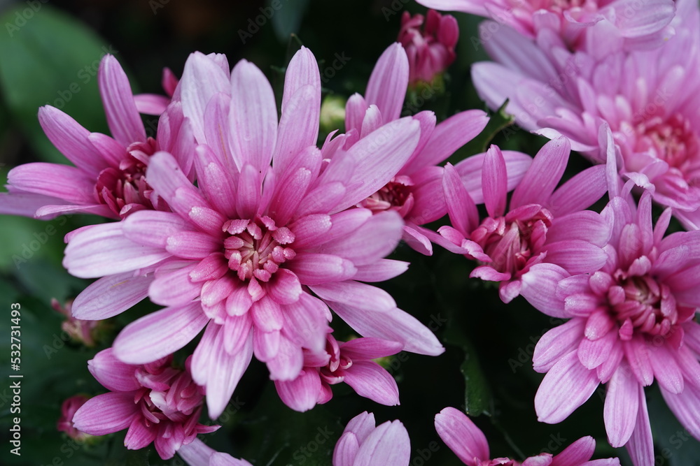 Fototapeta premium a pink aster,blume, pink, natur, garden, pflanze, blühen, schönheit, sommer, flora, aufblühen, frühling, floral, chrysantheme, lila, dahlia, farbe, blumenstrauss, rot, close up, schön, 