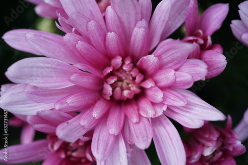 pink dahlia flower blume  pink  natur  garden  pflanze  bl  hen  sch  nheit  sommer  flora  aufbl  hen  fr  hling  floral  chrysantheme  lila  dahlia  farbe  blumenstrauss  rot  close up  sch  n  