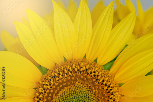 Beautiful blooming sunflower close up.