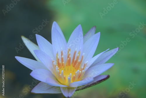 The close up of light blue or purple lotus with yellow pollen and water drop on the petals in the pond of a rainy day , sweet color tone style.