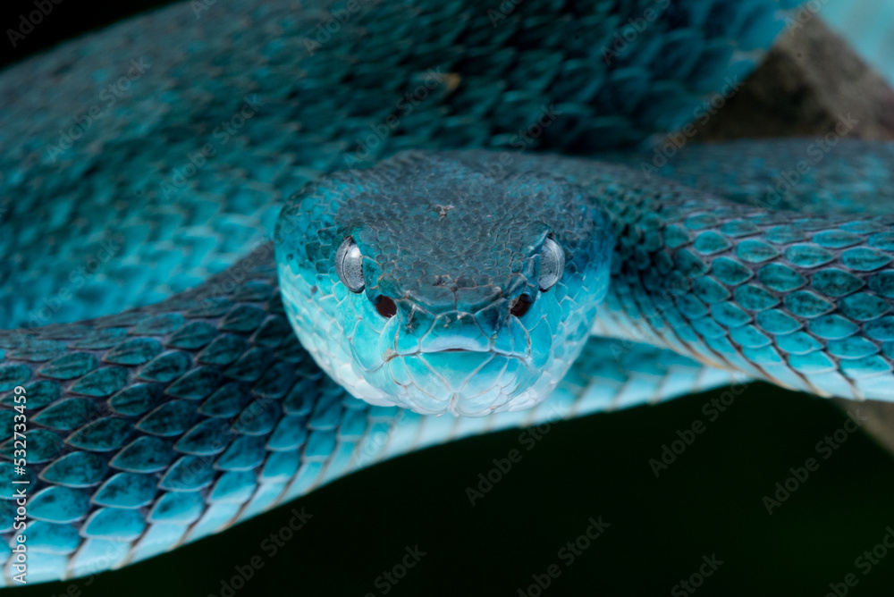 Fototapeta premium Close up shot of female blue white lipped Island pit viper snake Trimeresurus insularis with black background 