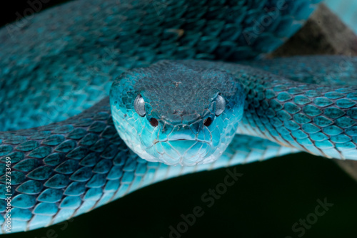 Close up shot of female blue white lipped Island pit viper snake Trimeresurus insularis with black background 