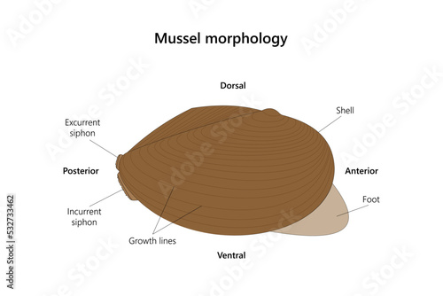 Mussel (Anodonta) morphoology. Vector illustration.
