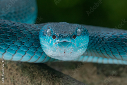 Close up shot of female blue white lipped Island pit viper snake Trimeresurus insularis with bokeh background 