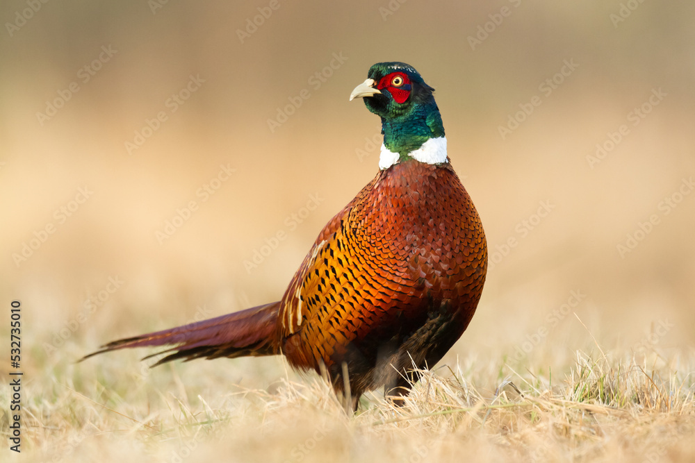 Fototapeta premium male Common pheasant (Phasianus colchius) Ring-necked pheasant in natural habitat, grassland in early winter