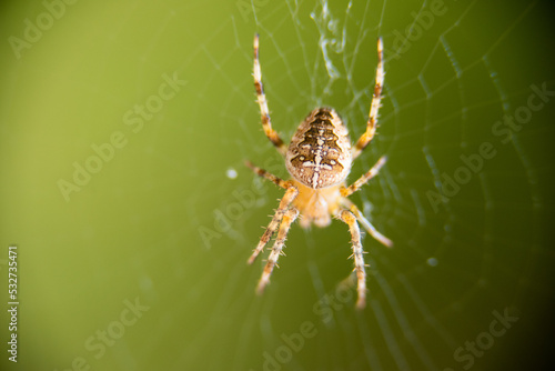 Macro shot of a cross spider in spider web.