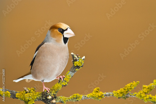 Hawfinch Coccothraustes coccothraustes amazing bird perched on tree orange green background