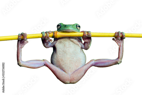 Dumpy frog 