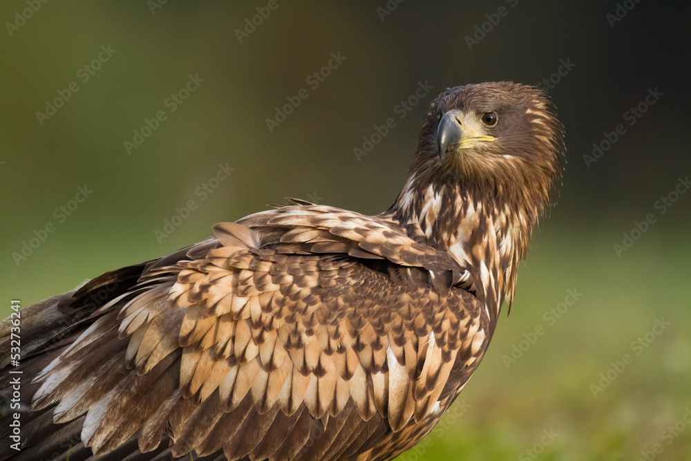 sitting on green meadow Majestic predator White-tailed eagle, Haliaeetus albicilla in Poland wild nature juvenile bird of prey, close-up photo sitting on green meadow Majestic predator White-tailed eagle, Haliaeetus albicilla in Poland wild nature juvenile bird of prey, close-up photo