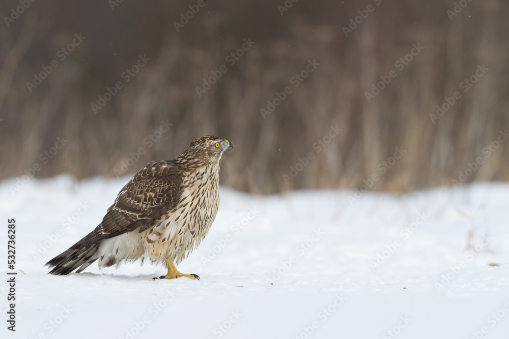 Birds of prey Goshawk Accipiter gentilis juvenile bird hunting time Poland Europe bird sitting on the ground in snow winter frosty day Birds of prey Goshawk Accipiter gentilis juvenile bird hunting time Poland Europe bird sitting on the ground in snow winter frosty day