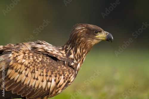 sitting on green meadow Majestic predator White-tailed eagle, Haliaeetus albicilla in Poland wild nature juvenile bird of prey, close-up photo © Marcin Perkowski