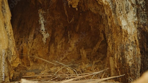 A hollow in the trunk of a tree, the texture of the bark. Dolly slider extreme close-up. photo