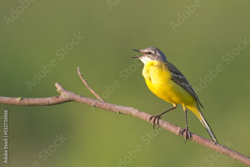 Bird - Yellow wagtail Motacilla flava, yellow small bird male singing, green background, Poland, Europe