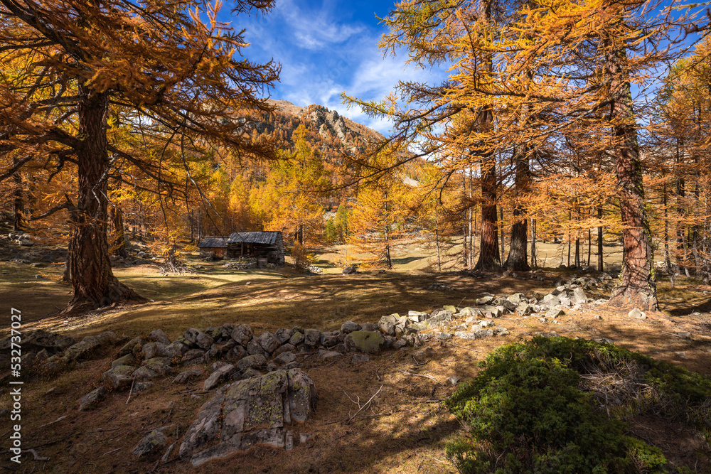Fototapeta premium Larch trees in full Autumn colors in the Mercantour National Park. Vallon de la Braisse, Alpes Maritimes, Alps, France