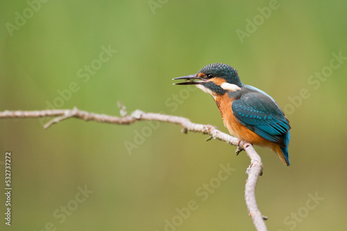 Bird - Common kingfisher Alcedo atthis perched hunting time Poland, Europe amazing colorful small bird