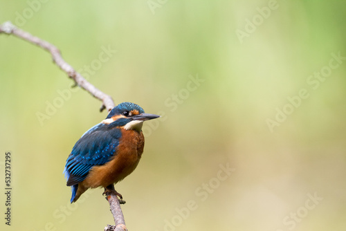Bird - Common kingfisher Alcedo atthis perched hunting time Poland, Europe amazing colorful small bird © Marcin Perkowski