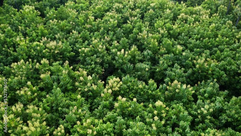 Aerial view of Cultivation trees and plantation in outdoor nursery. Beautiful agricultural garden. Cultivation business. Natural landscape background. Aerial view of Cultivation trees and plantation in outdoor nursery. Beautiful agricultural garden. Cultivation business. Natural landscape background.