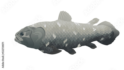 Coelacant (Latimeria) - living fossil fish. Vector illustration