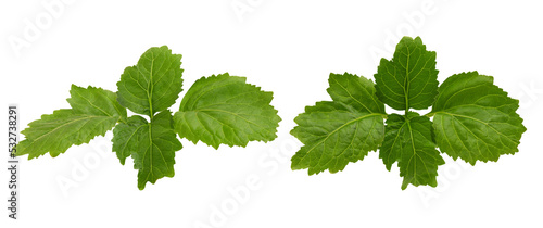 Patchouli isolated on white background.