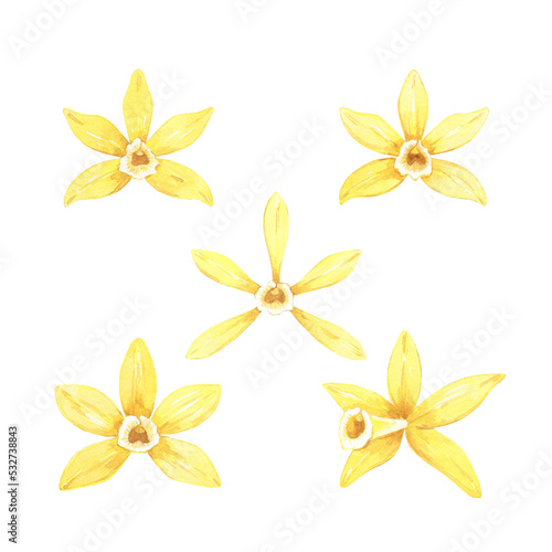 Watercolor set of yellow vanilla flower. Illustration of blooming flowers. Hand drawn flavor ingredients for food, menu, recipe, label, packaging design.