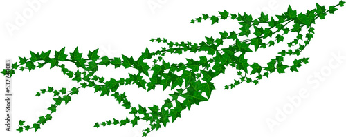 Foto Green climbing liana isolated ivy creeper branch