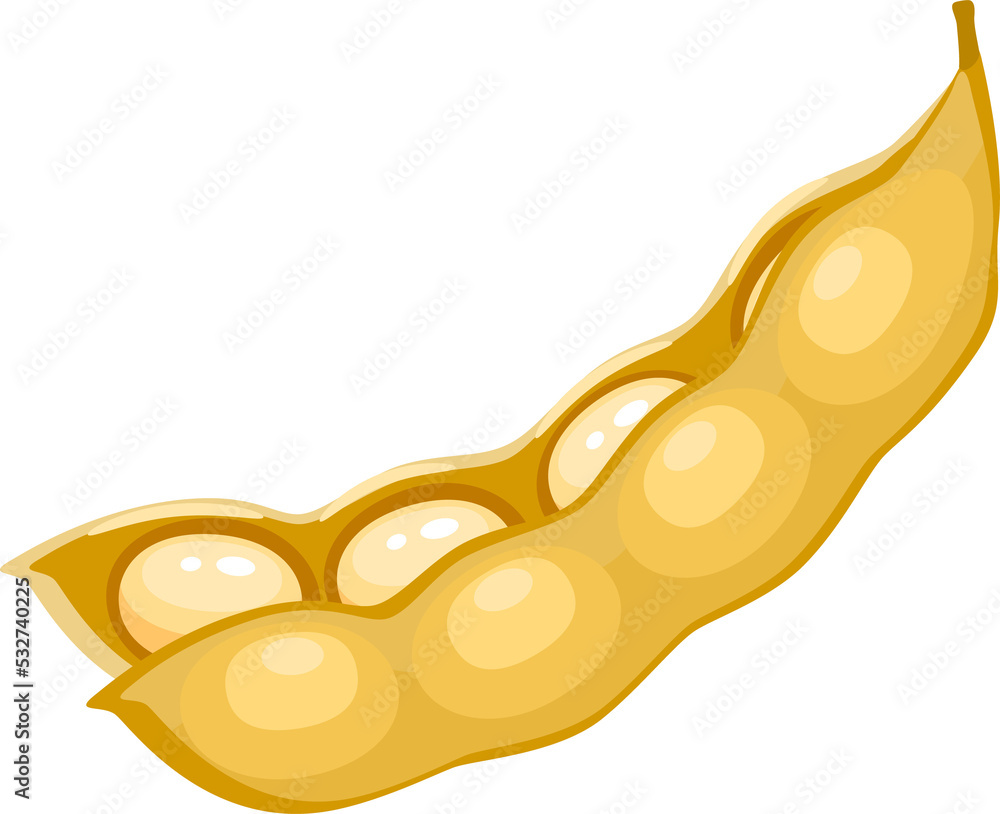 Dry soy bean pod with seeds in open husk, soya Dry soy bean pod with seeds in open husk, soya