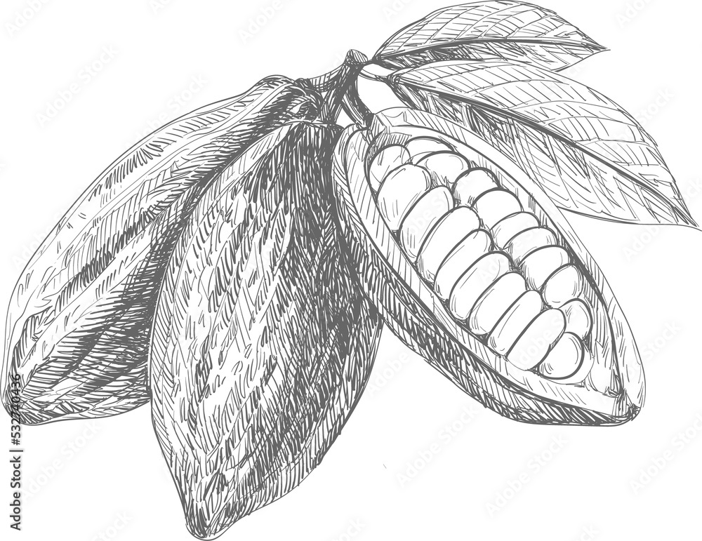 Cocoa cacao bean vector sketch, hand drawn doodle Stock Illustration