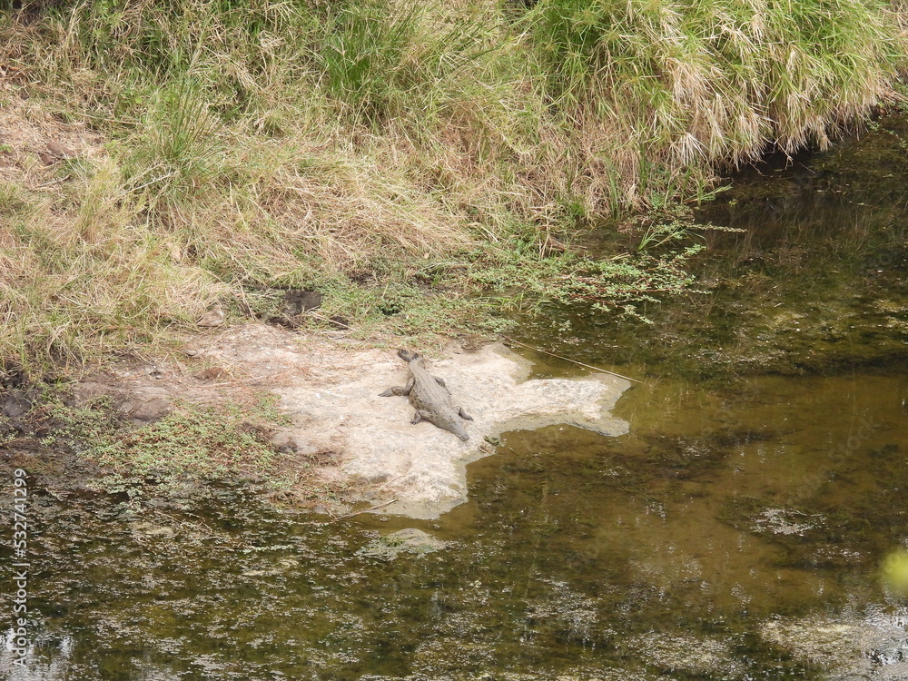 Kruger national park 