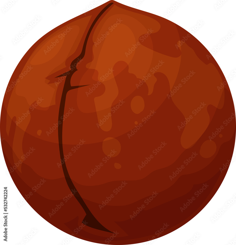 Isolated macadamia nut, whole vector cracked seed Isolated macadamia nut, whole vector cracked seed